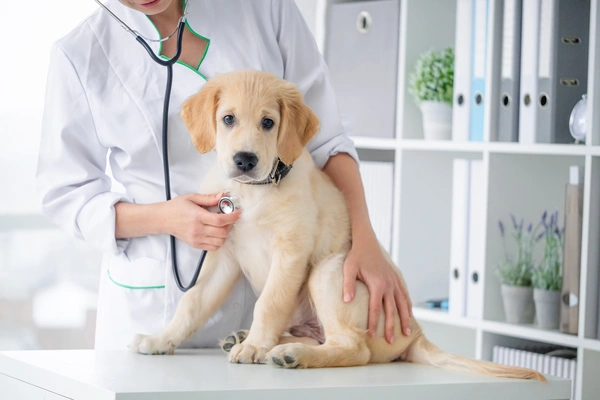 Veterinary