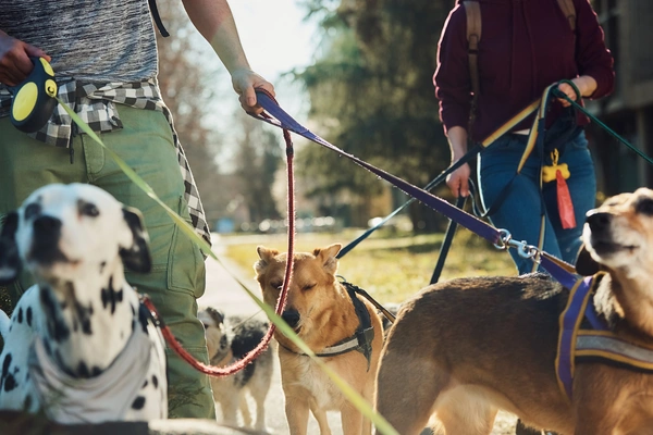  Dog Walker