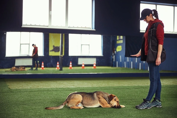  Pet Trainer